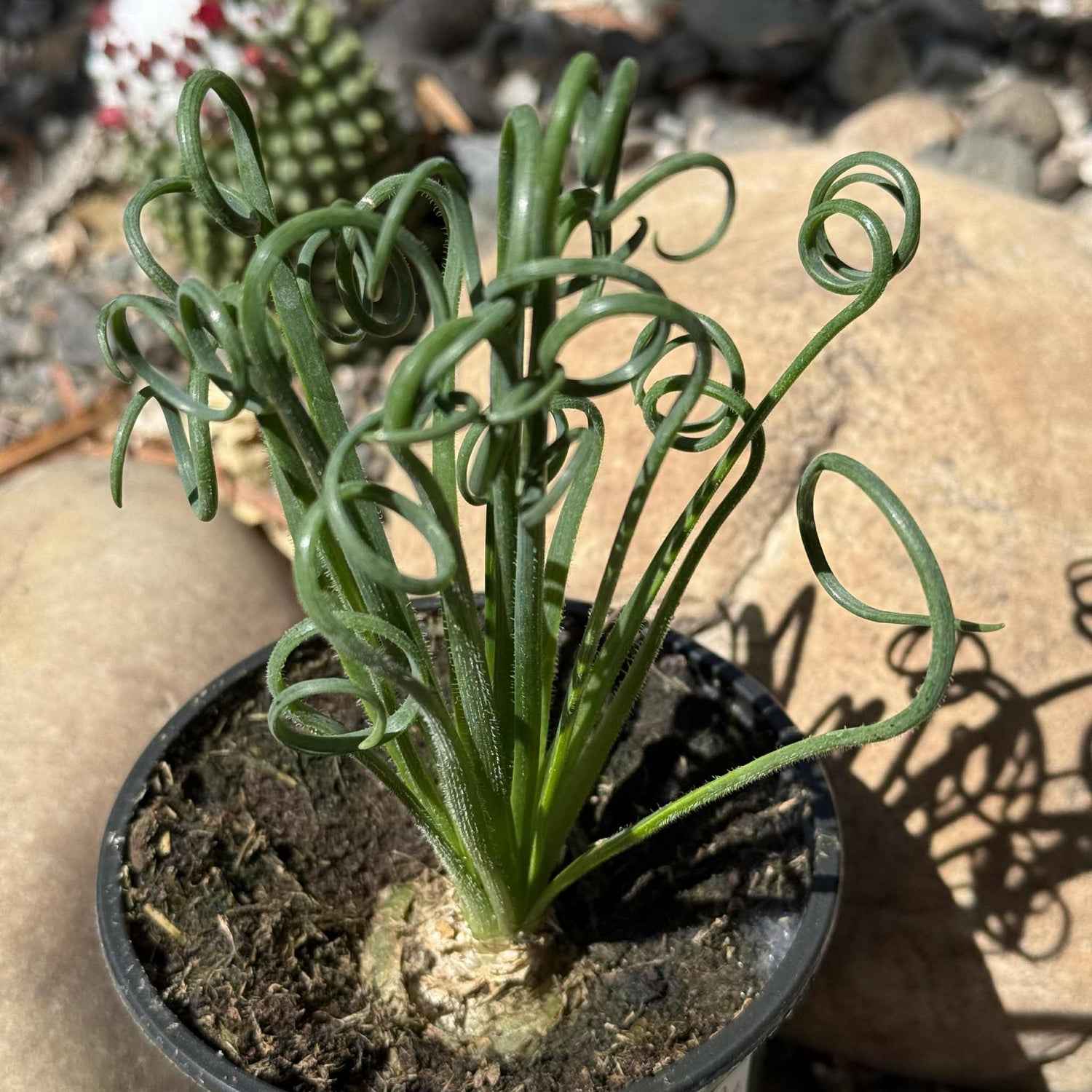 Albuca Spiralis 'Frizzle Sizzle' - 4 Inch - Succulent - DesertScapeSucculent