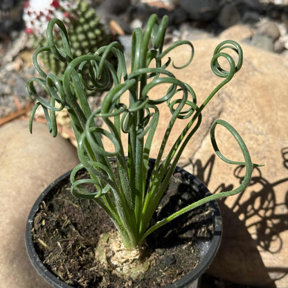 Albuca Spiralis 'Frizzle Sizzle' - 4 Inch - Succulent - DesertScapeSucculent