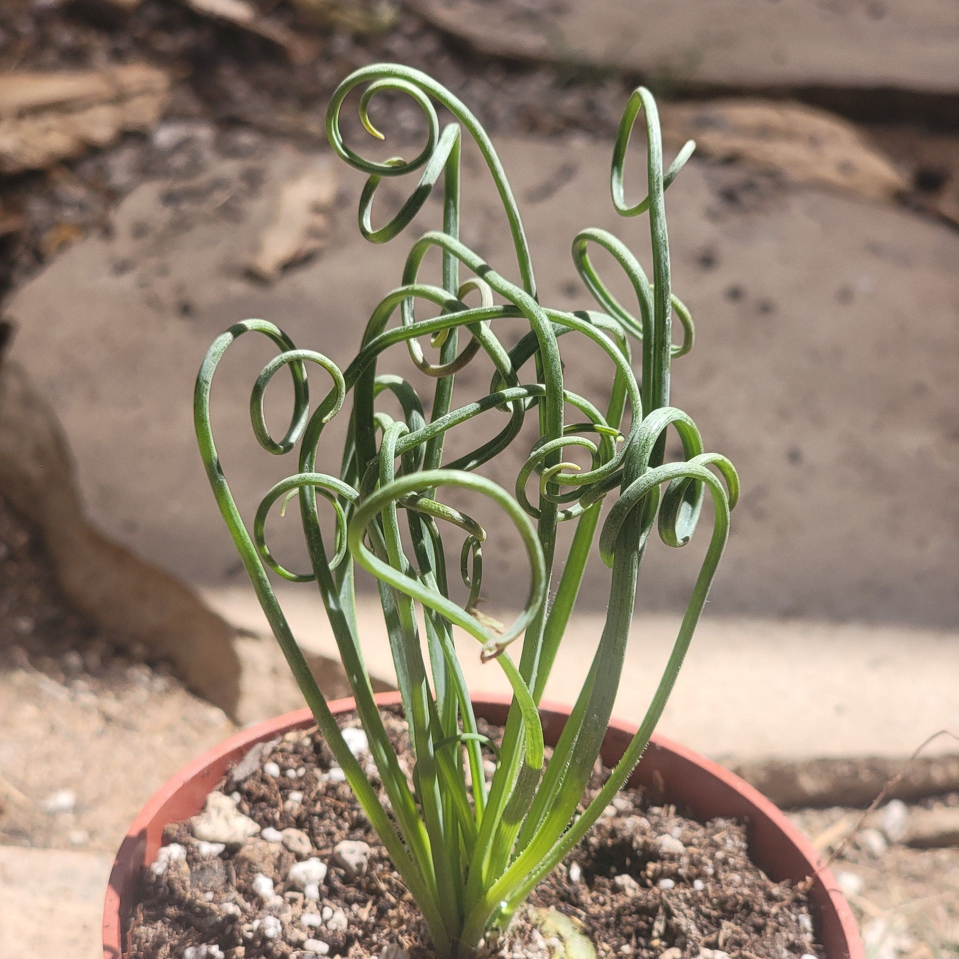 DesertScapeSucculent Succulent 3.5" Assorted Albuca Spiralis 'Frizzle Sizzle'