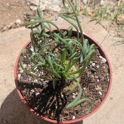 Albuca Spiralis 'Frizzle Sizzle'