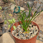 DesertScapeSucculent Succulent 6 Inch Albuca Spiralis 'Frizzle Sizzle'