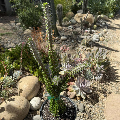 Alluaudia procera “Ocotillo” - 1 gal Assorted - Succulent - DesertScapeSucculent
