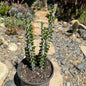 DesertScapeSucculent Succulent 1 gal Assorted Alluaudia procera “Ocotillo”