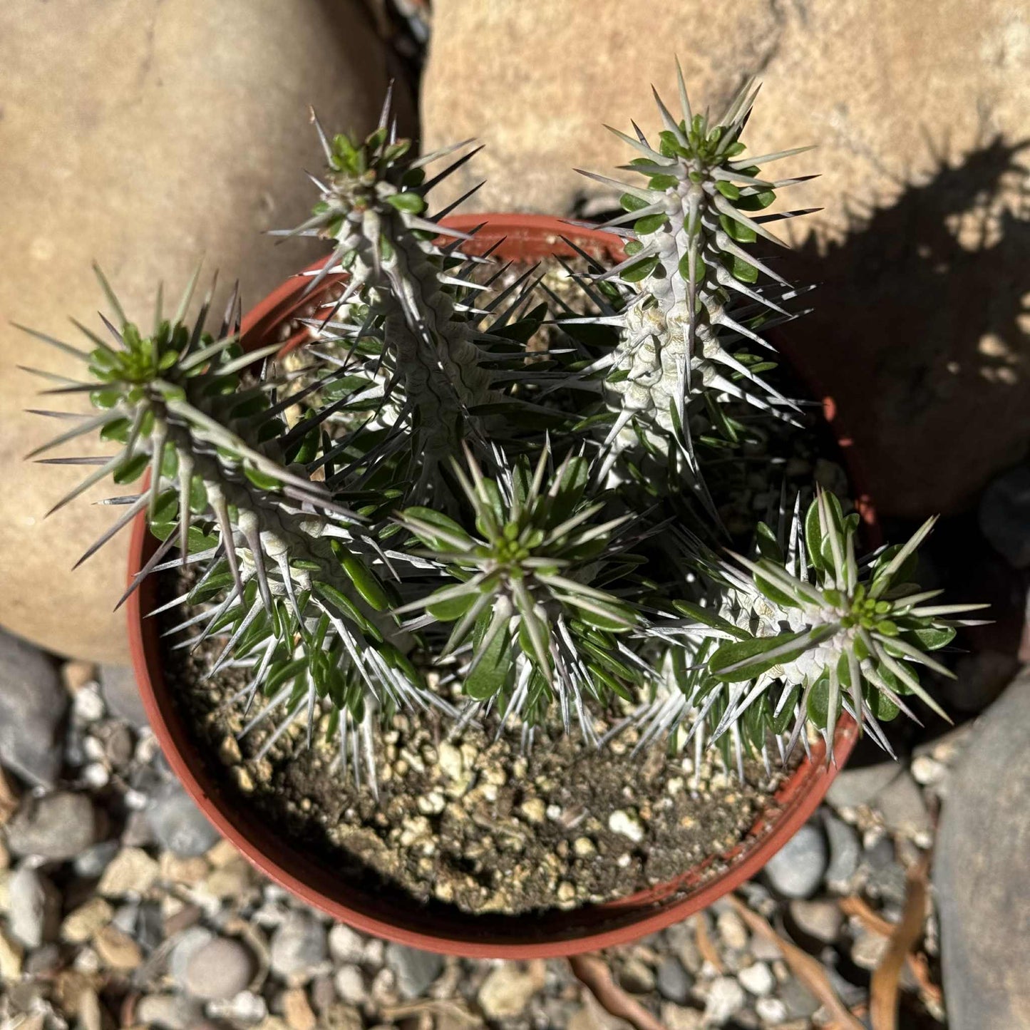 Alluaudia procera “Ocotillo” - 1 gal Assorted - Succulent - DesertScapeSucculent