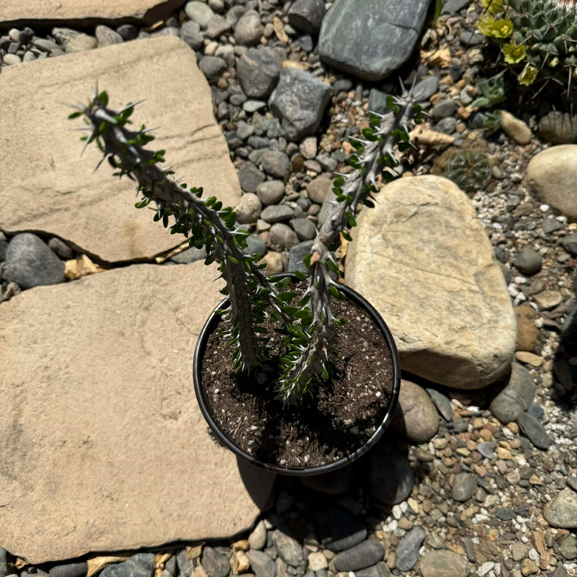 Alluaudia procera “Ocotillo” – DesertScapeSucculent