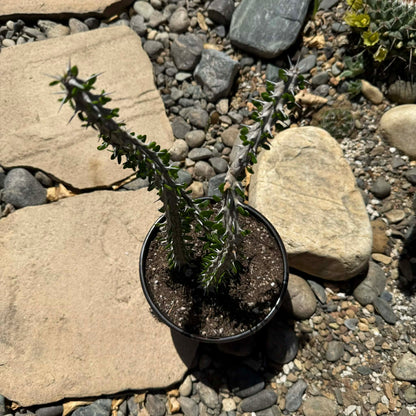 DesertScapeSucculent Succulent Alluaudia procera “Ocotillo”