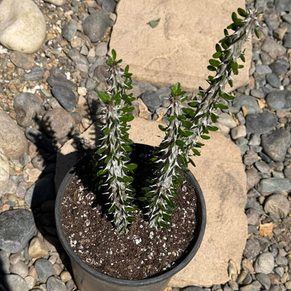 DesertScapeSucculent Succulent Alluaudia procera “Ocotillo”