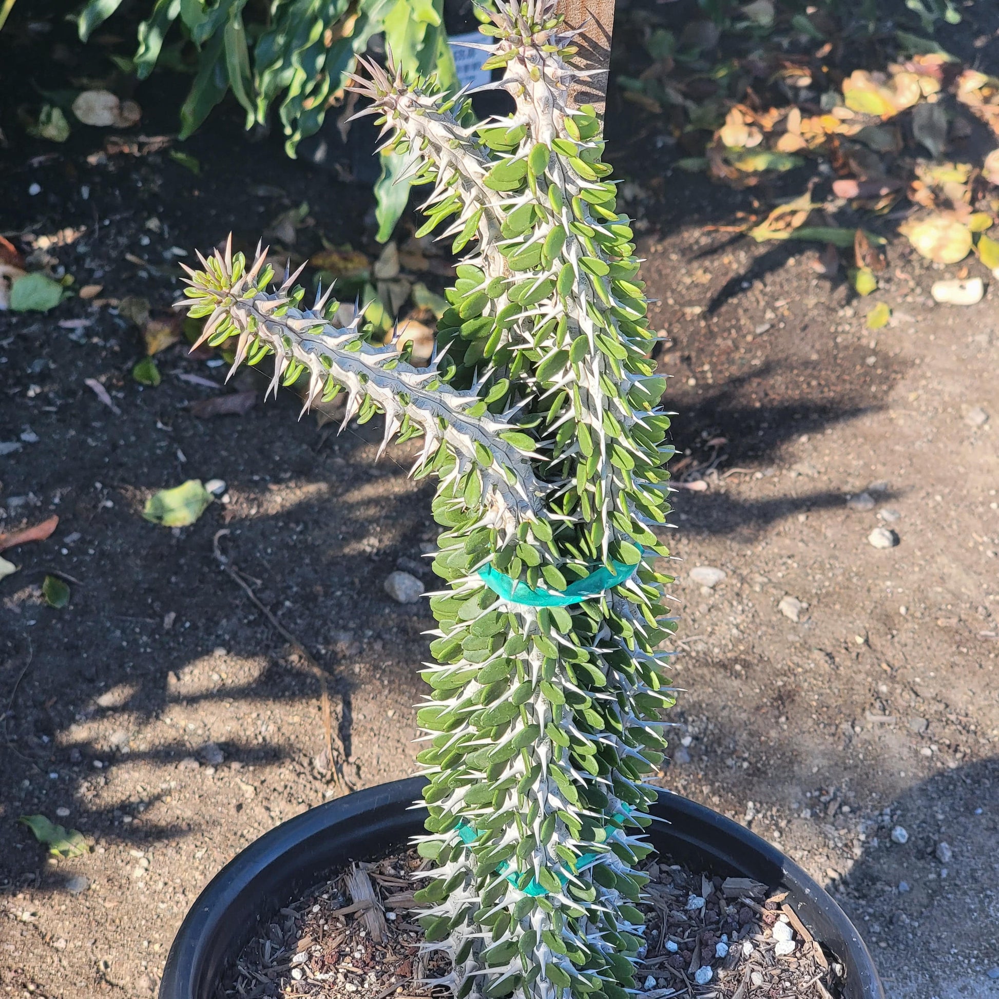 DesertScapeSucculent Succulent 10"/ 5 Gal Assorted Alluaudia procera “Ocotillo”