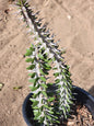 Alluaudia procera “Ocotillo” - 2 gal Assorted - Succulent - DesertScapeSucculent