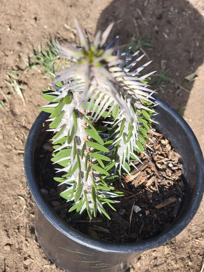 ocotillo house plant Alluaudia Procera aka False Ocotillo in 1 gallon container