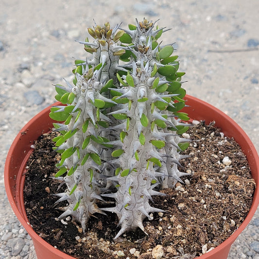 Alluaudia procera “Ocotillo”