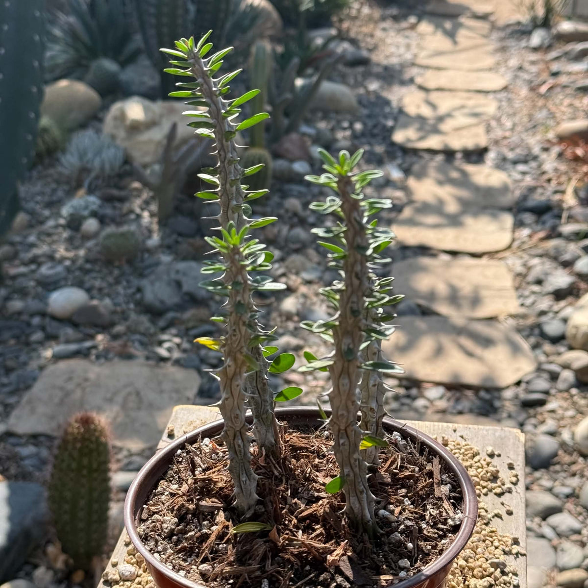 DesertScapeSucculent Succulent 6 Inch Alluaudia procera “Ocotillo”