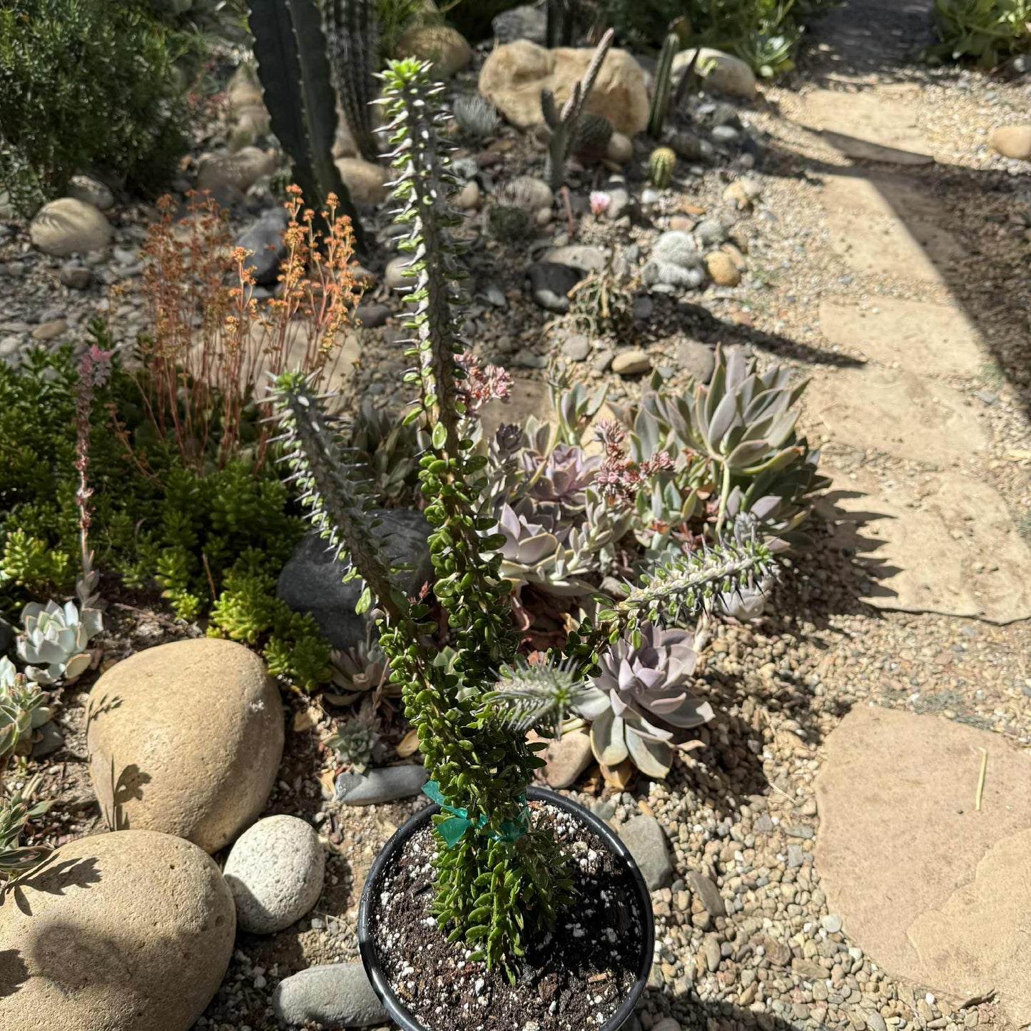 Alluaudia procera “Ocotillo” - 1 gal Assorted - Succulent - DesertScapeSucculent