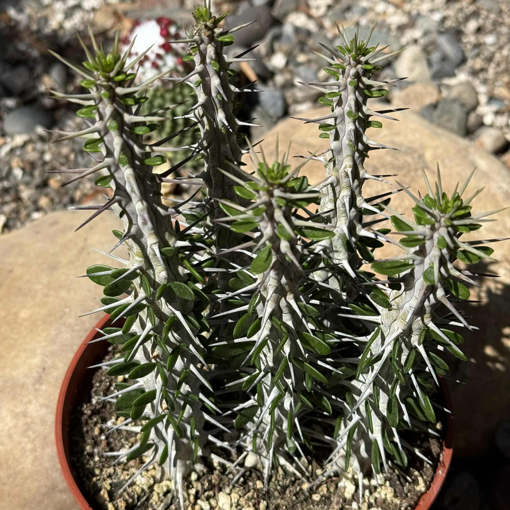 Alluaudia procera “Ocotillo” - 6 Inch Assorted - Succulent - DesertScapeSucculent