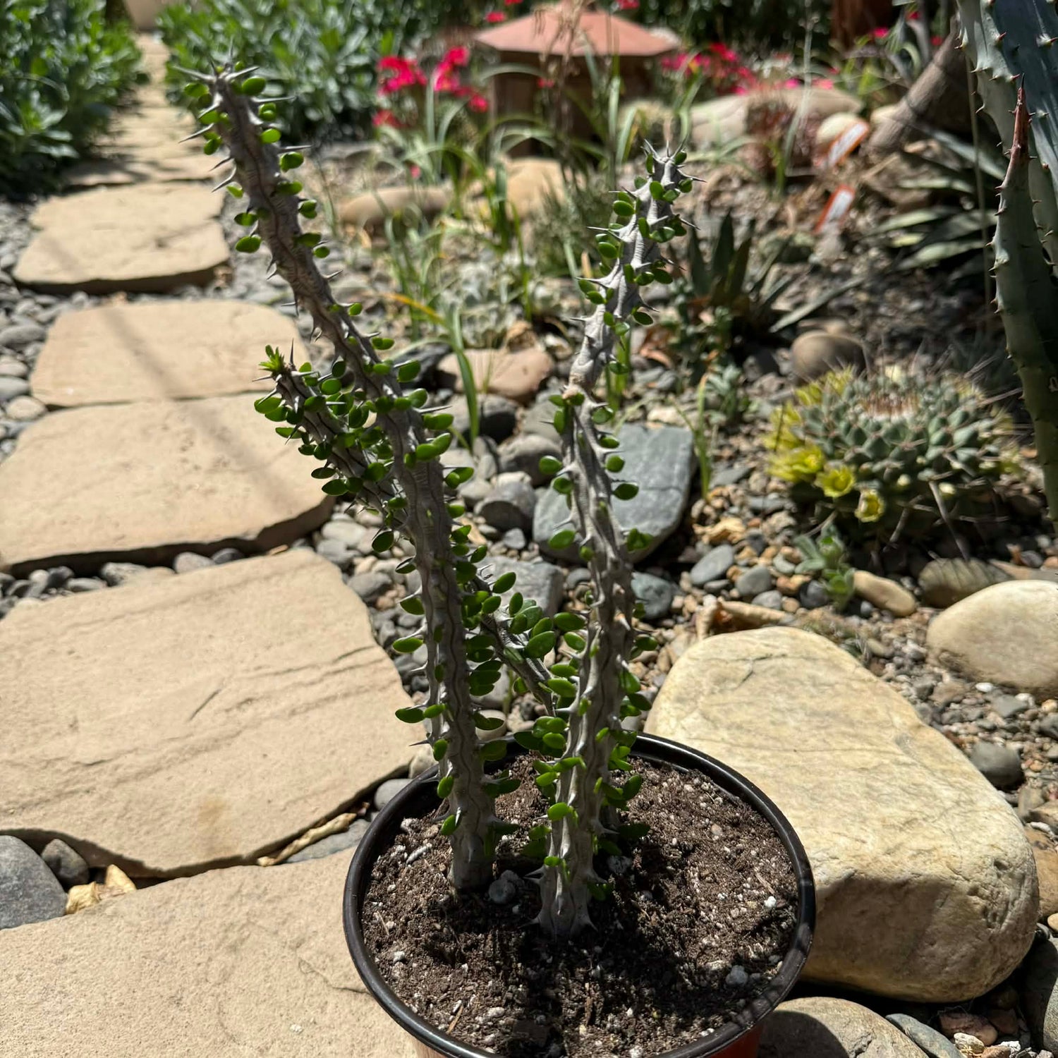 DesertScapeSucculent Succulent 6 Inch Assorted Alluaudia procera “Ocotillo”