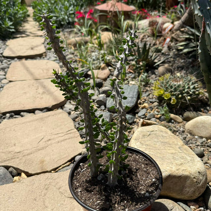 DesertScapeSucculent Succulent 6 Inch Assorted Alluaudia procera “Ocotillo”