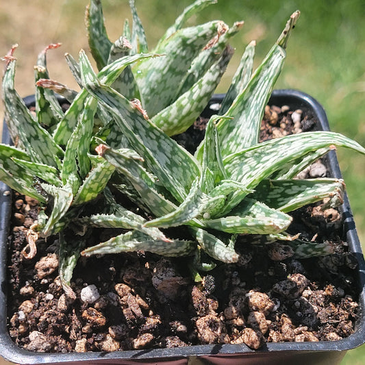 Aloe 'Blizzard'