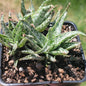 Aloe 'Blizzard' - 4 Inch Assorted - Succulent - DesertScapeSucculent