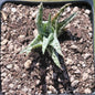 Aloe 'Blizzard' - 3.5 Inch A - Succulent - DesertScapeSucculent