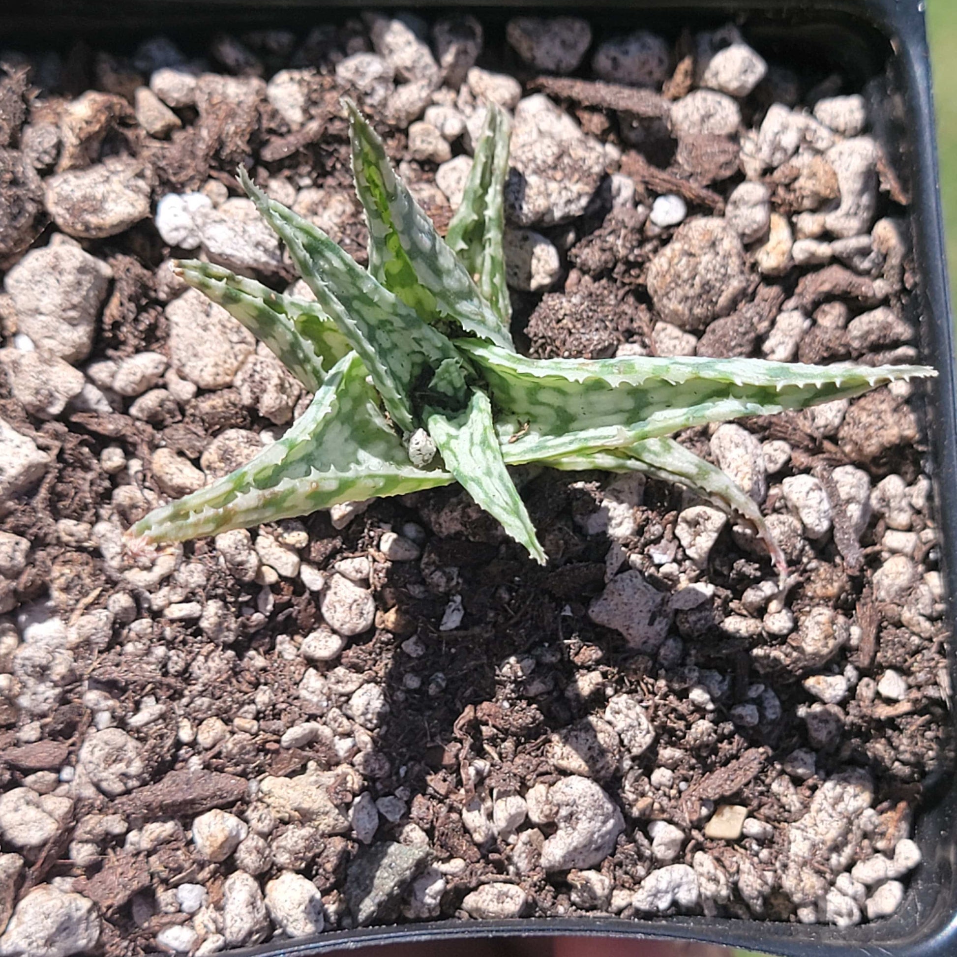 Aloe 'Blizzard' - 3.5 Inch B - Succulent - DesertScapeSucculent