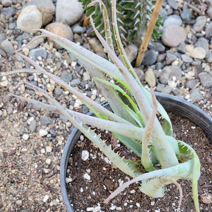 Aloe ‘Blue Elf’