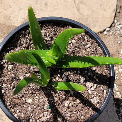 Aloe camperi