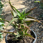 Aloe Ciliaris 'Climbing Aloe' - 1 gal Assorted - Succulent - DesertScapeSucculent