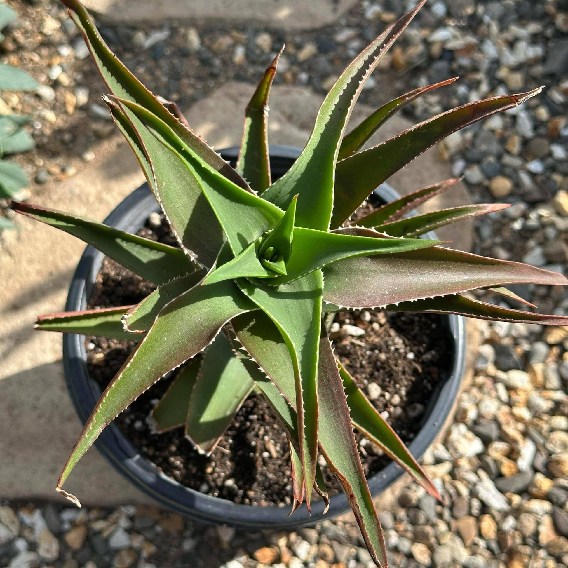 climbing aloe vera plant Aloe Ciliaris 'Climbing Aloe' – DesertScapeSucculent