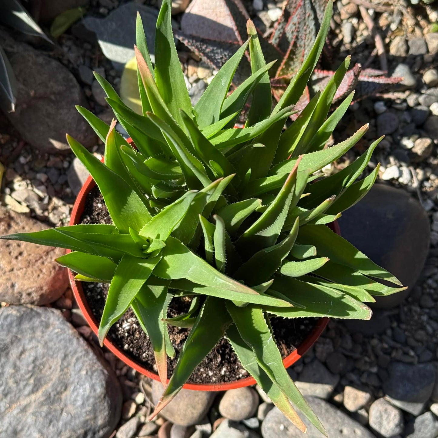 DesertScapeSucculent Succulent Aloe Ciliaris 'Climbing Aloe'