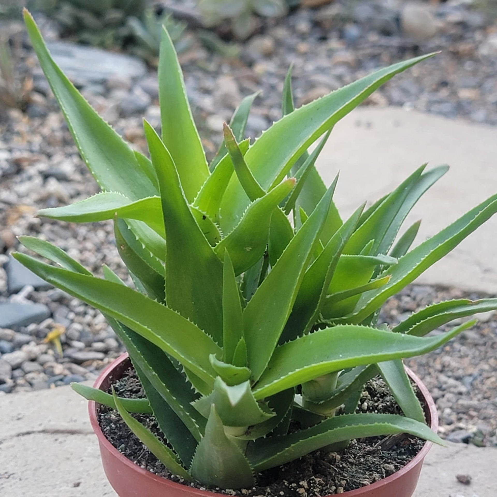czysty aloes Aloe Ciliaris 'Climbing Aloe' – DesertScapeSucculent