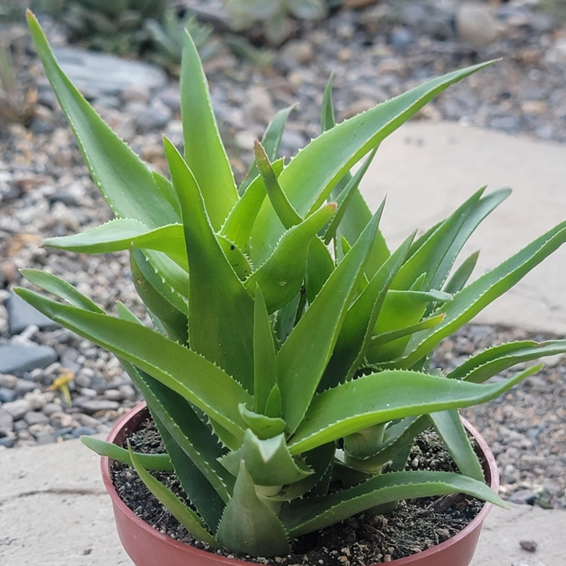 Aloe Ciliaris 'Climbing Aloe' - 4 Inch Assorted - Succulent - DesertScapeSucculent