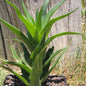 Aloe Ciliaris 'Climbing Aloe' - Single 6 Inch A - Succulent - DesertScapeSucculent