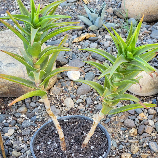 Aloe Ciliaris 'Aloès grimpant'