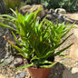 Aloe Ciliaris 'Climbing Aloe' - 6 Inch Assorted - Succulent - DesertScapeSucculent