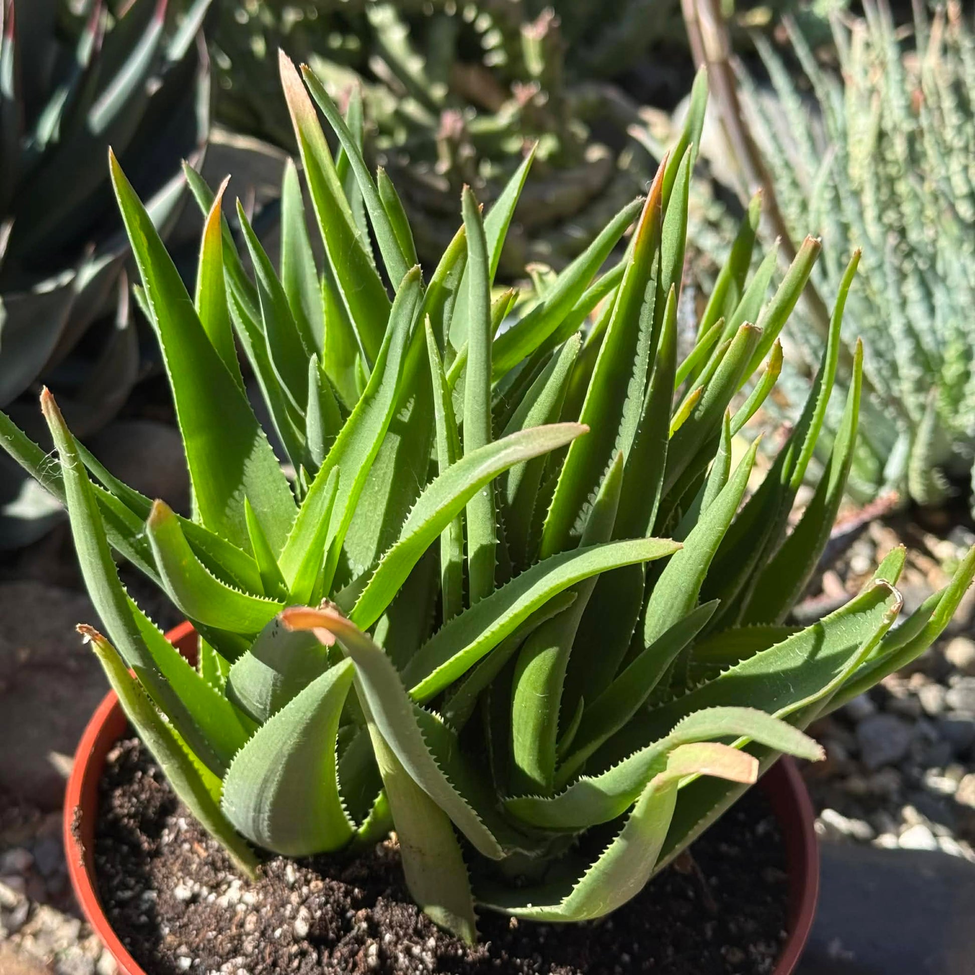 succulent climbing plants Aloe Ciliaris 'Climbing Aloe' – DesertScapeSucculent