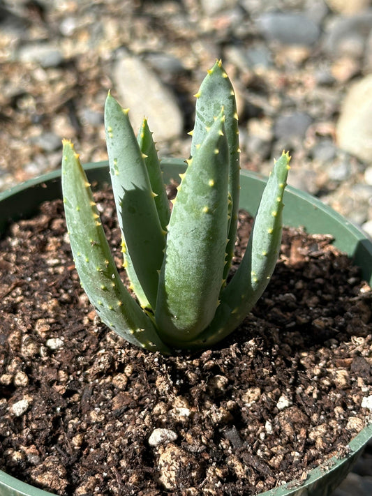 Aloe Dichotoma