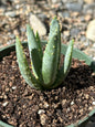 Aloe dichotoma 'Quiver Tree' Tree Aloe - 4 Inch Assorted - Aloe - DesertScapeSucculent