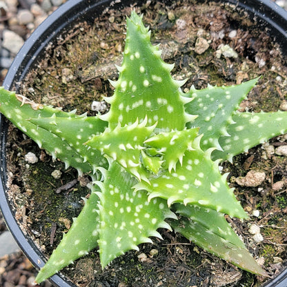 Aloe Gasteria 'Durban'