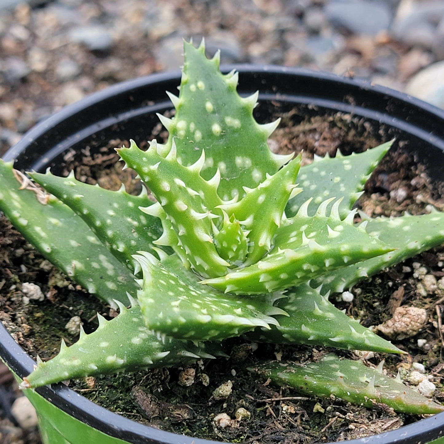 Aloe Gasteria 'Durban'