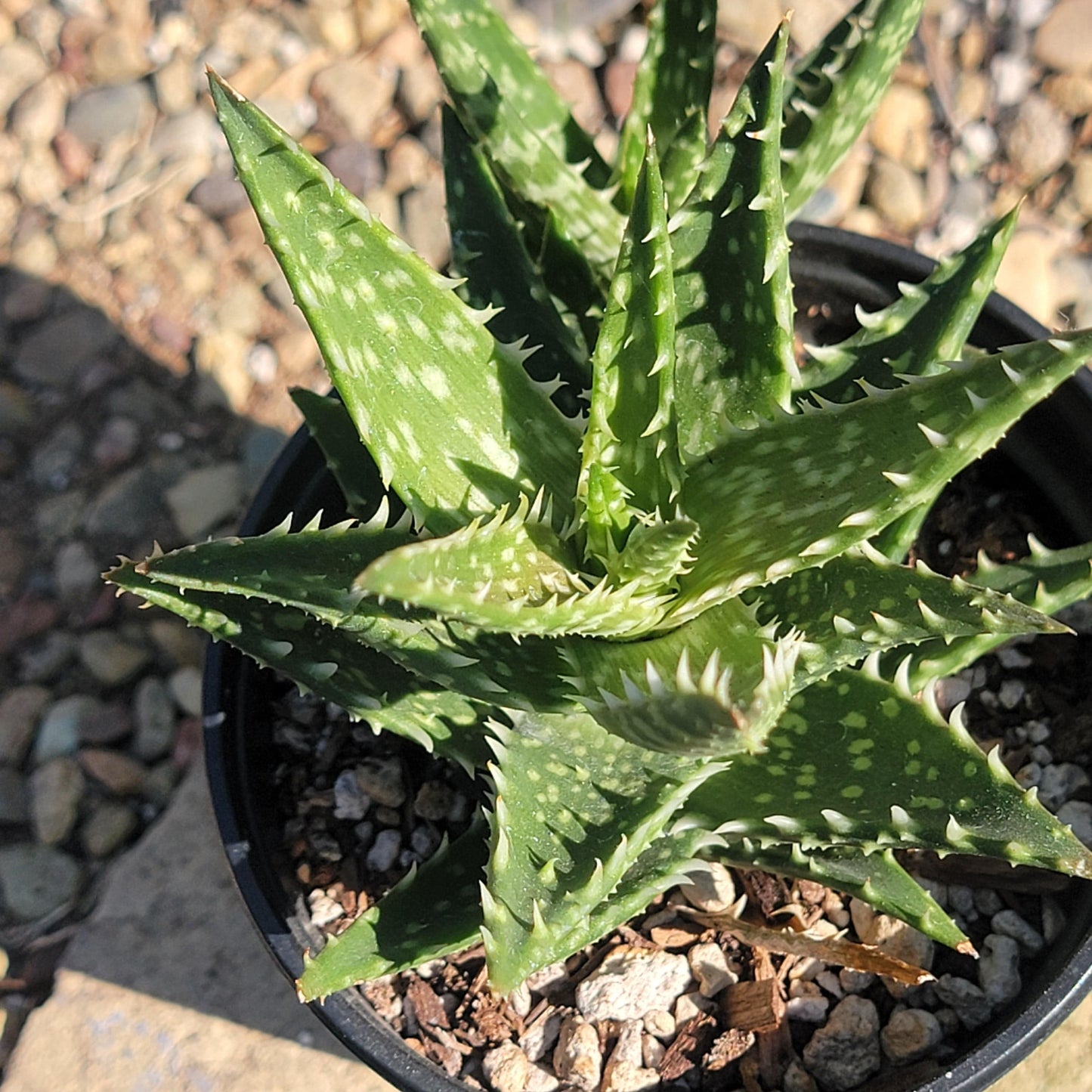 DesertScapeSucculent Succulent 4" Assorted Aloe Gasteria 'Durban'