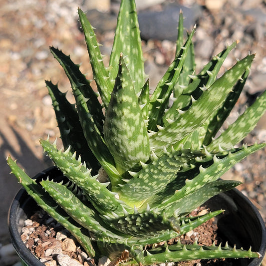 DesertScapeSucculent Succulent 4" Assorted Aloe Gasteria 'Durban'