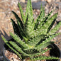 Aloe Gasteria 'Durban' - 4 Inch Assorted - Aloe - DesertScapeSucculent