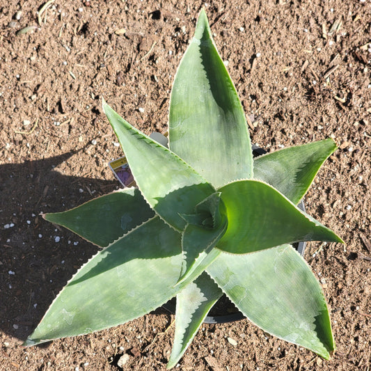 Aloe 'Ghost Aloe'