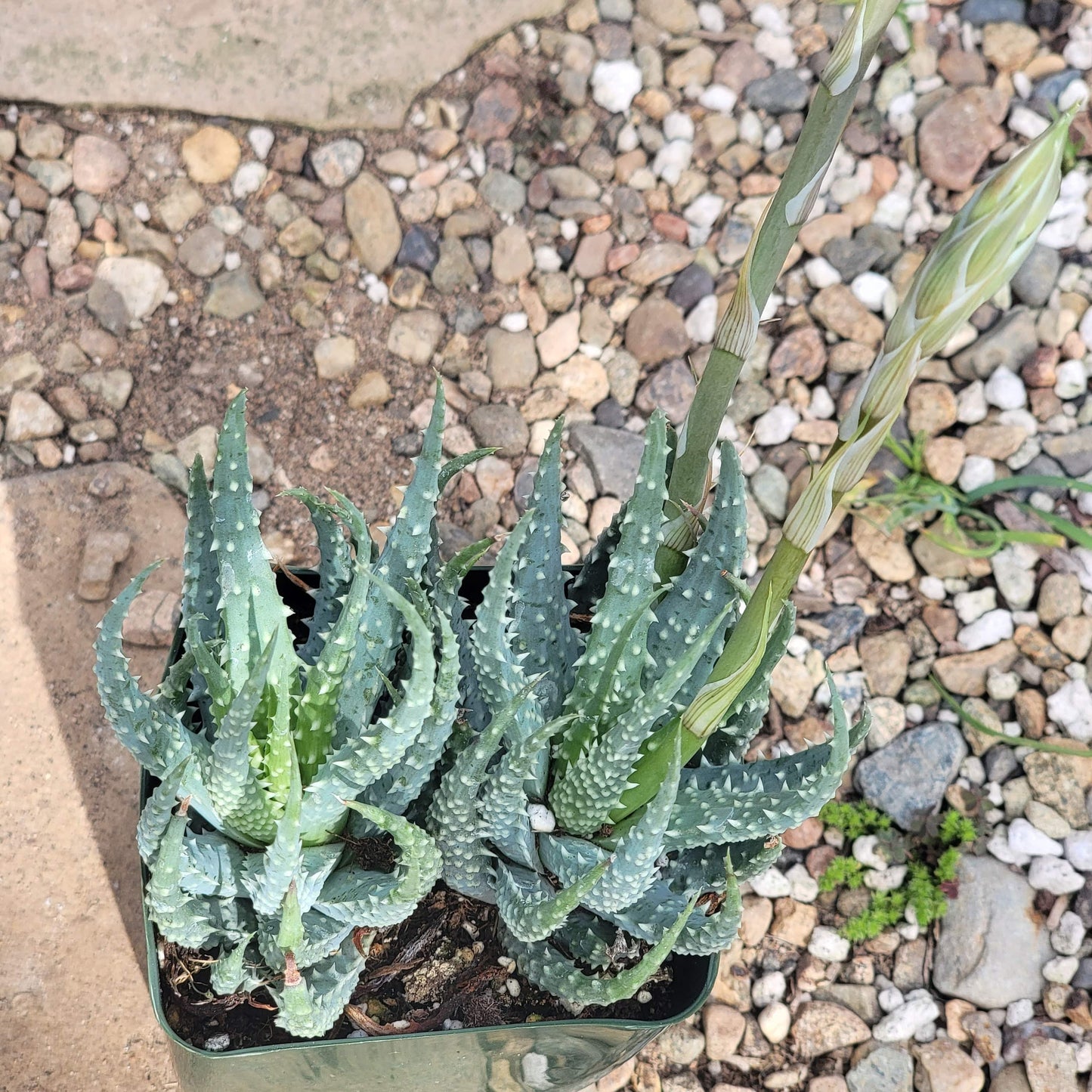 DesertScapeSucculent Succulent 4" Assorted Aloe humilis 'Spider Aloe'