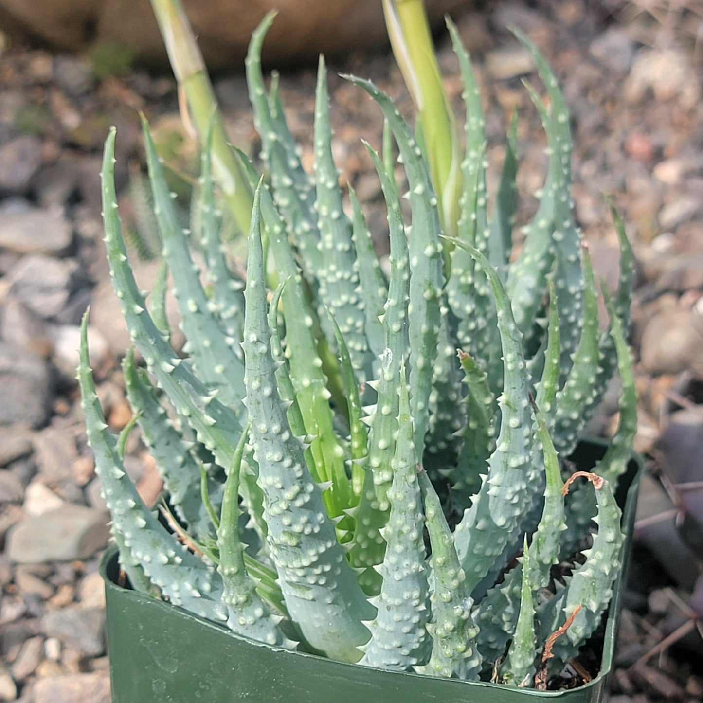 DesertScapeSucculent Succulent 4" Assorted Aloe humilis 'Spider Aloe'