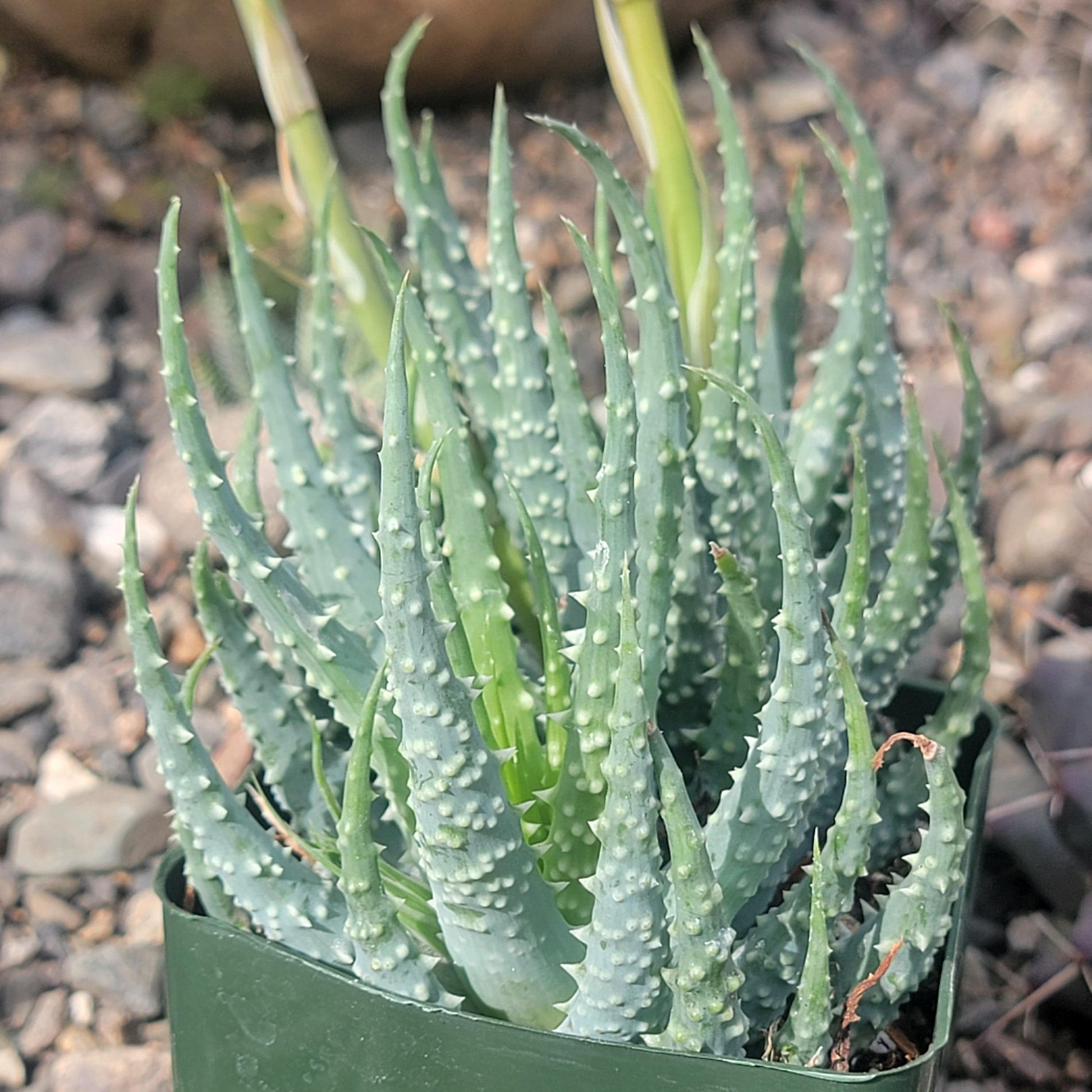 DesertScapeSucculent Succulent 4" Assorted Aloe humilis 'Spider Aloe'