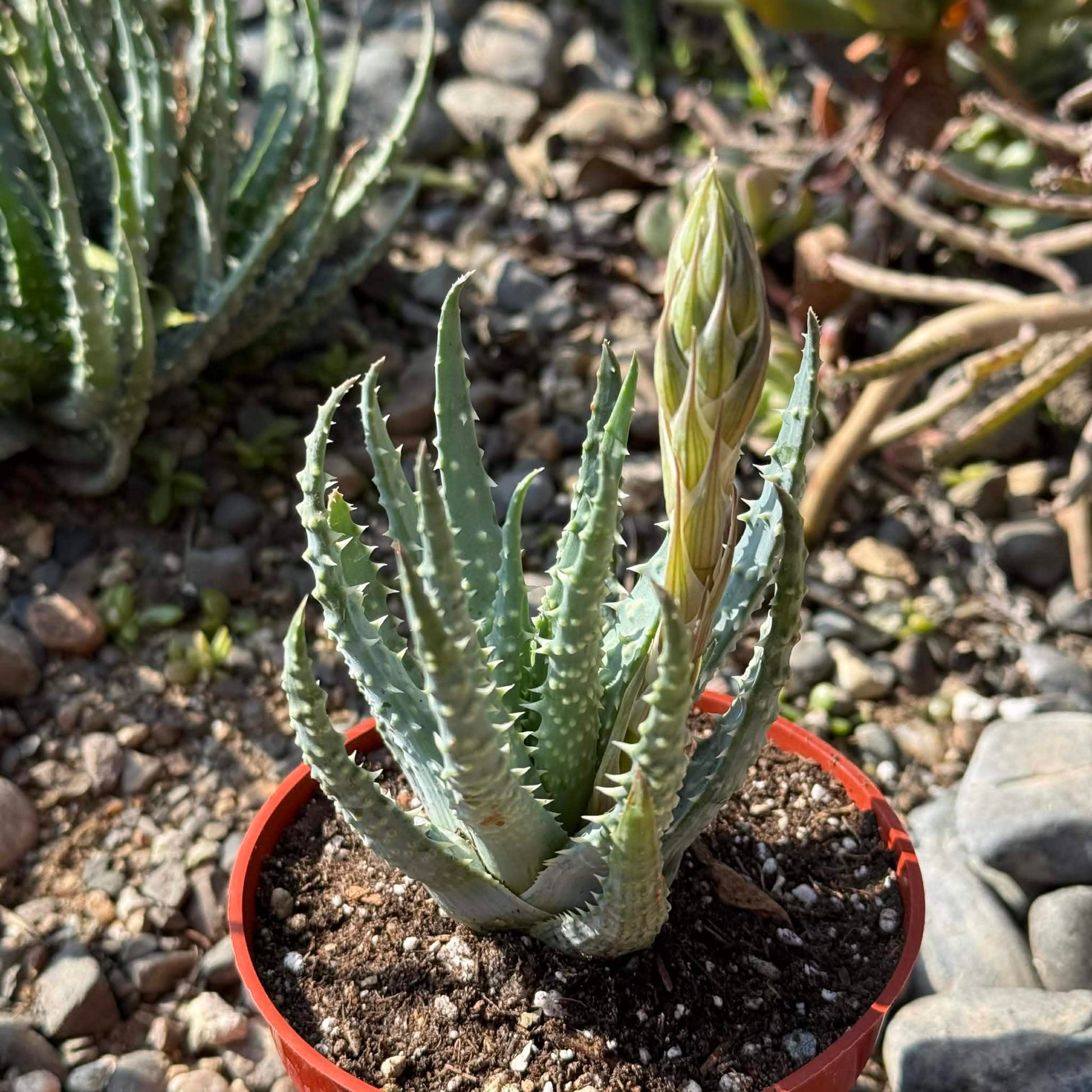 spider aloe vera plant Aloe humilis 'Spider Aloe'