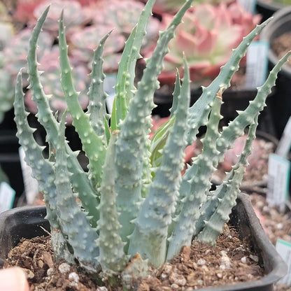 Aloe humilis 'Spider Aloe'