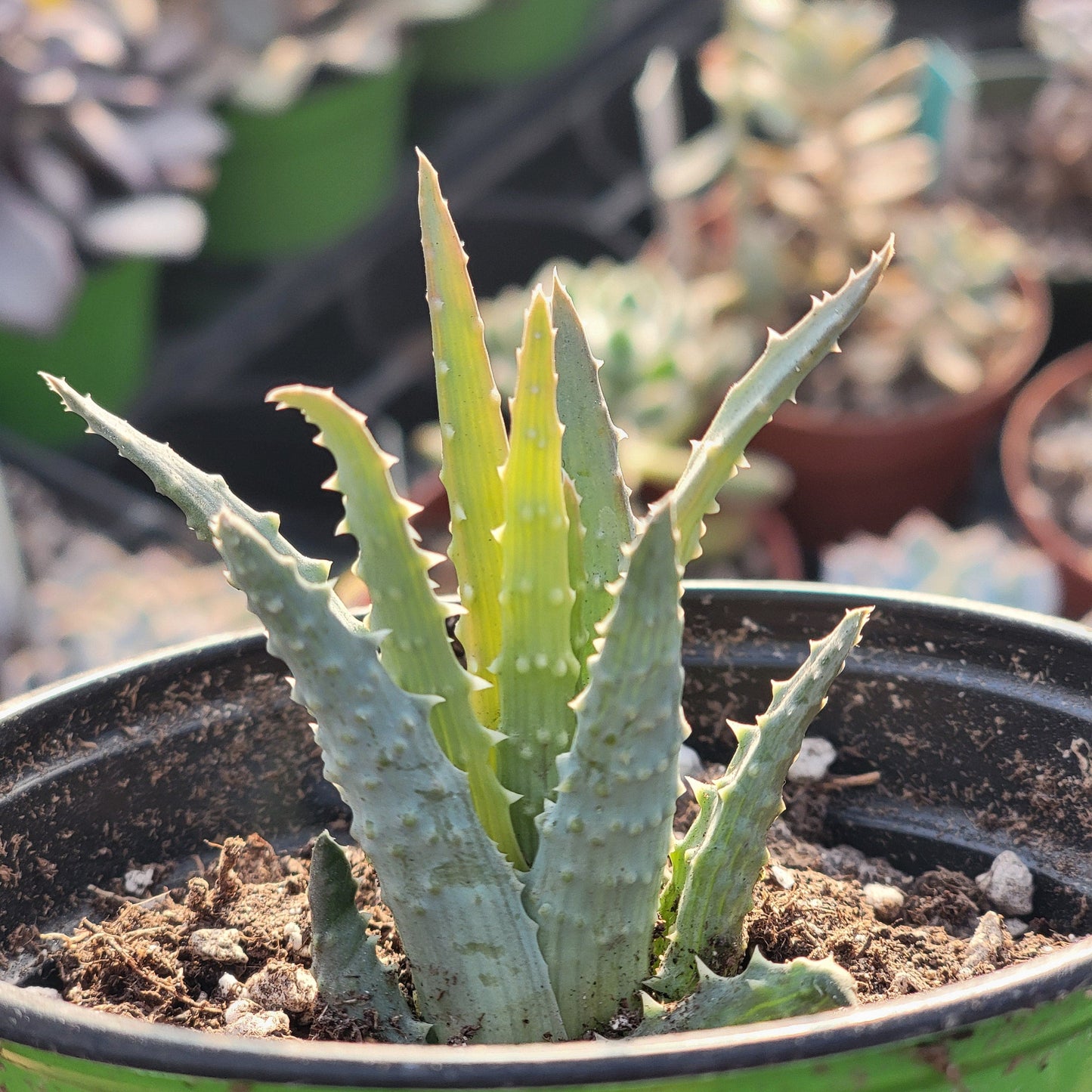 Aloe humilis 'Spider Aloe'