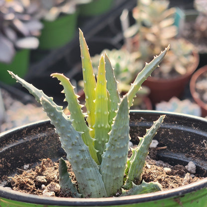 Aloe humilis 'Spider Aloe'